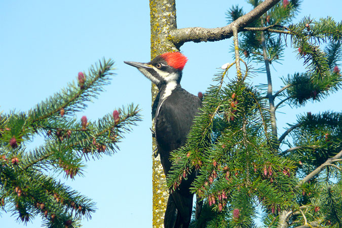 Pileated Woodpecker, Lindas House, Oregon